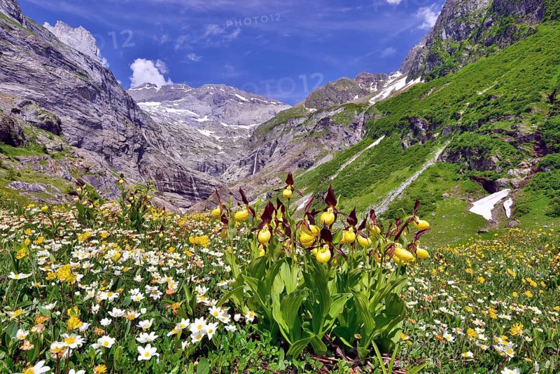 Flowering Yellow lady's slipper orchid (Cypripedium calceolus) in front of a mountain panorama