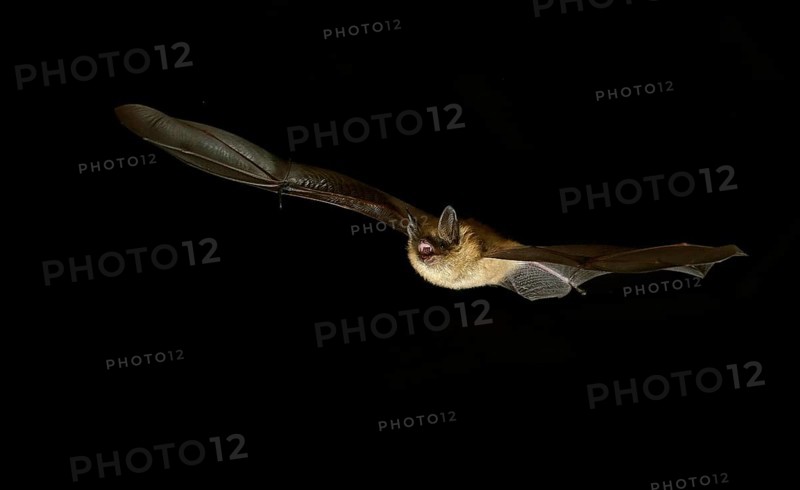 Geoffroy's bat (Myotis emarginatus) in flight at night