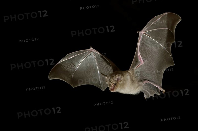 Greater horseshoe bat (Rhinolophus ferrumequinum) in flight at night