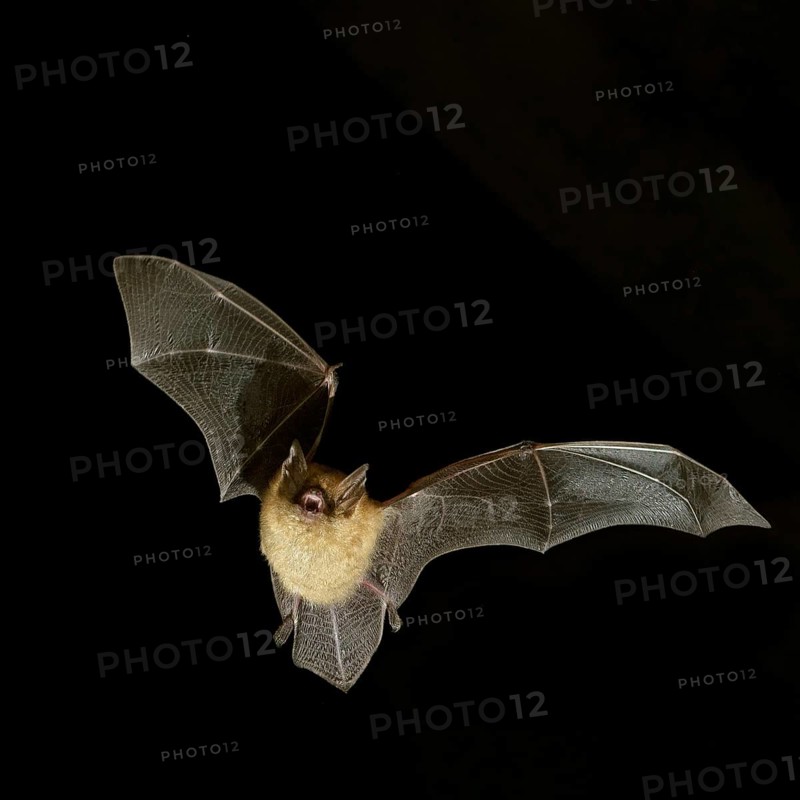 Geoffroy's bat (Myotis emarginatus) in flight at night