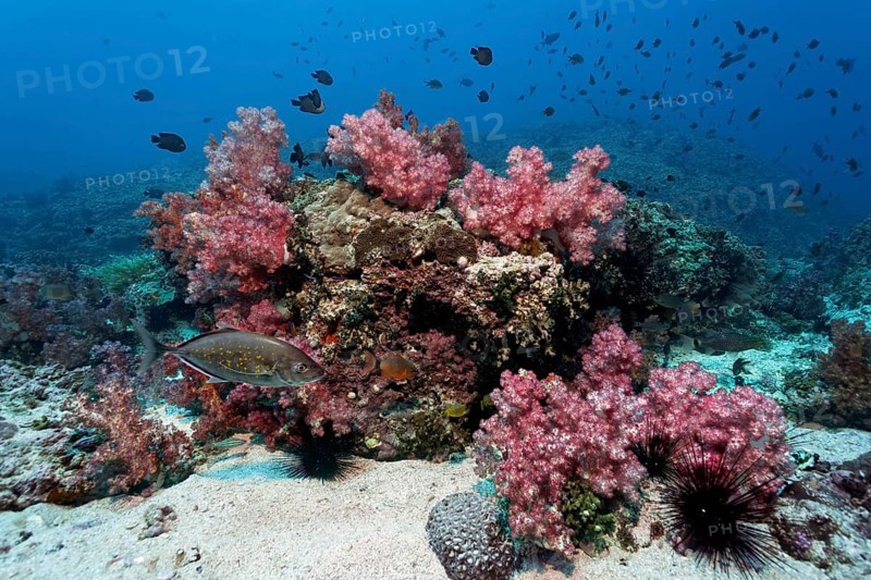 Coral Reef with Orange-spotted trevallys (Caranx bajad)