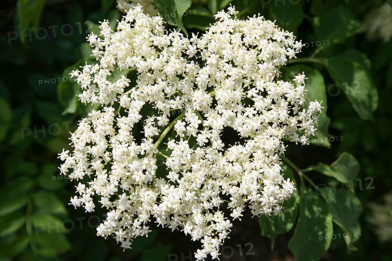 Elder (Sambucus nigra)