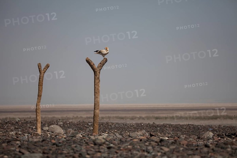 Egyptian Vulture (Neophron percnopterus) sits on dead tree trunk