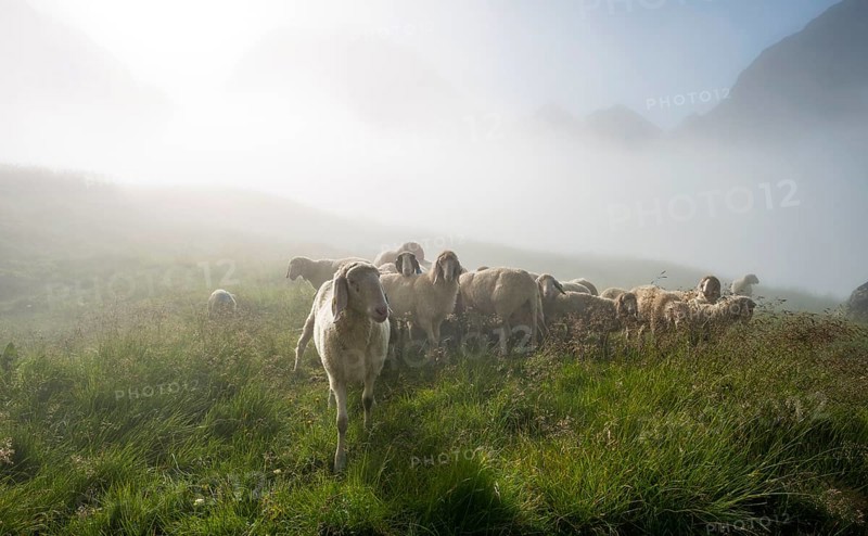 Flock of sheep in the morning fog on alpine meadow near Landawirseehutte