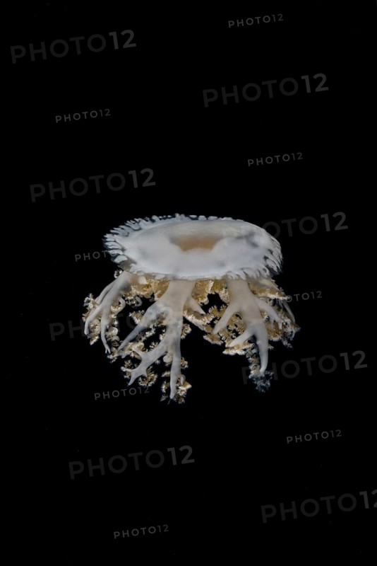 Upside Down Jellyfish (Cassiopea andromeda) in the night