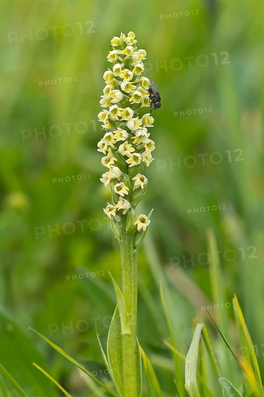 Small white orchid (Pseudorchis albida) with a fly on the flowers