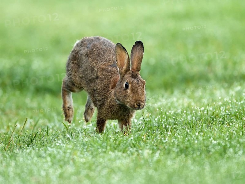 European rabbit (Oryctolagus cuniculus) runs in wet meadow