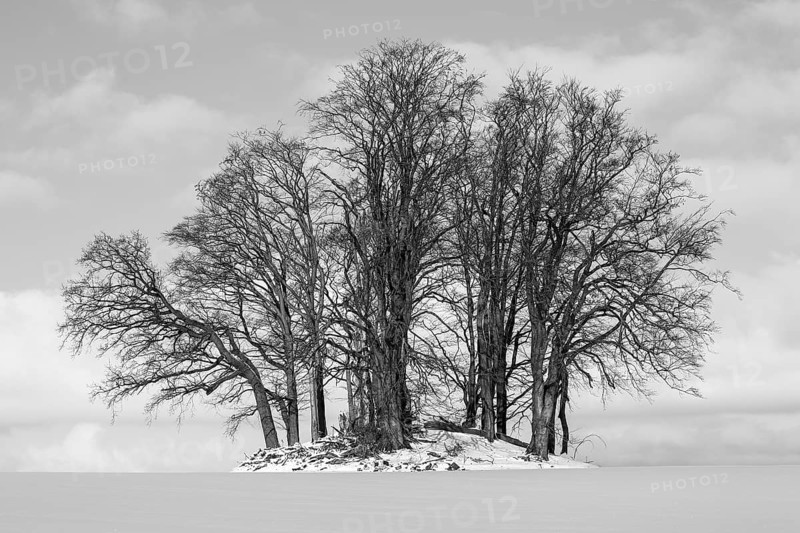 Stone Age burial mound overgrown with trees in winter