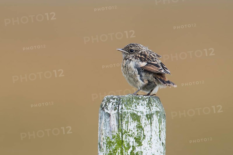 European stonechat (Saxicola rubicola)