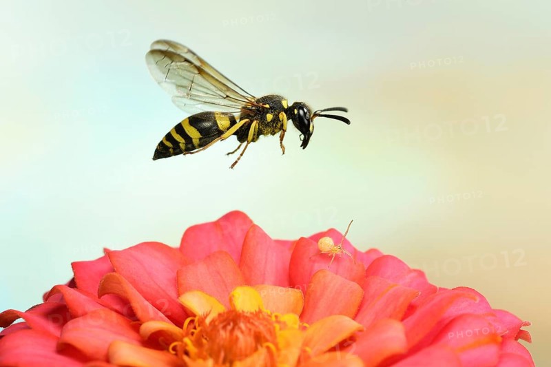 Clay wasp (Ancistrocerus nigricornis) in flight