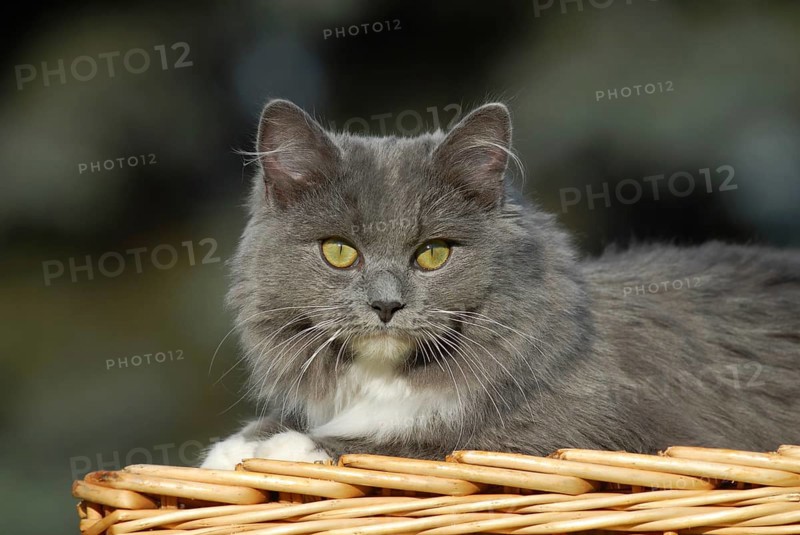Ragdoll