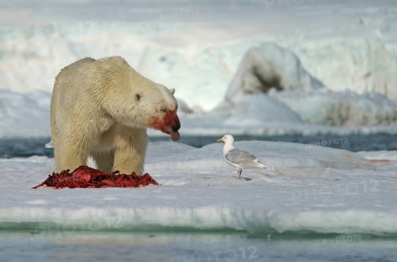 Polar bear (Ursus maritimus) eating the carcass of a captured seal in the snow