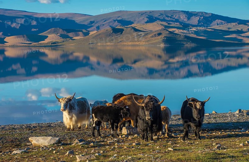 Flock of yaks (Bos grunniens) on the banks of Black lake