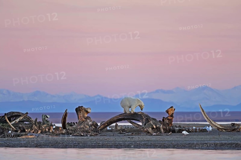 Polar bear (Ursus maritimus) stands on skeleton of whale on gravel island