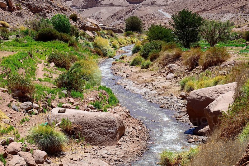 Green vegetation on the banks of the Rio Grande