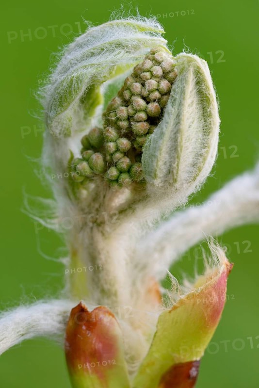 Horse chestnut (Aesculus hippocastanum)