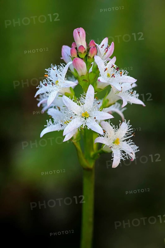 Bog bean (Menyanthes trifoliata)