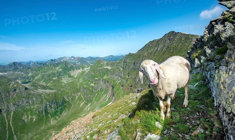 Sheep on the trail to Hochgolling