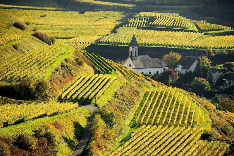 Village in the vineyards in autumn