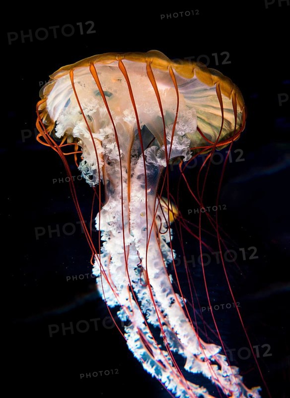 Compass jellyfish (Chrysaora hysoscella)