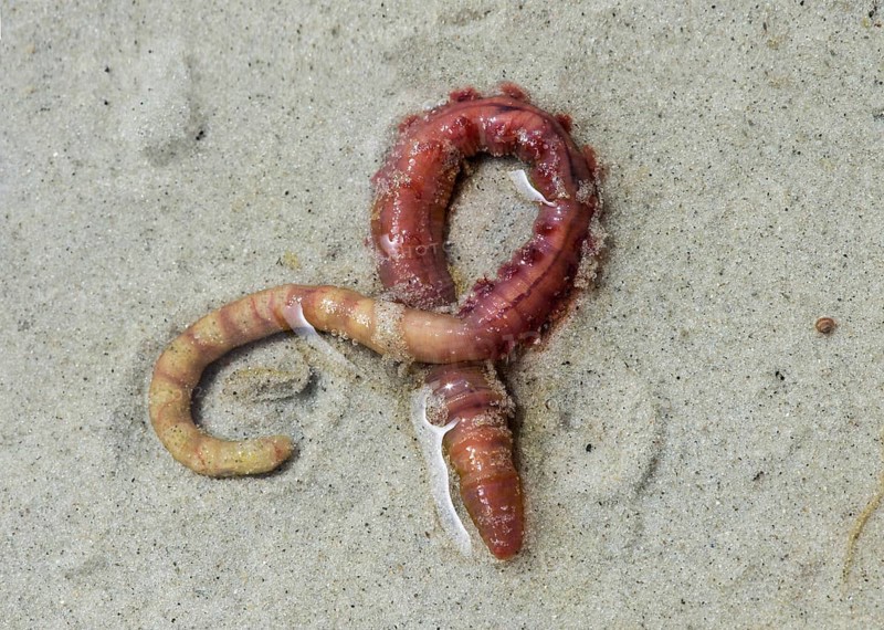 Lugworm (Arenicola marina)