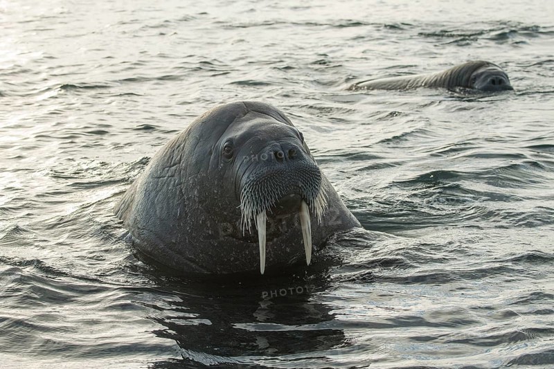 Walruses (Odobenus rosmarus)