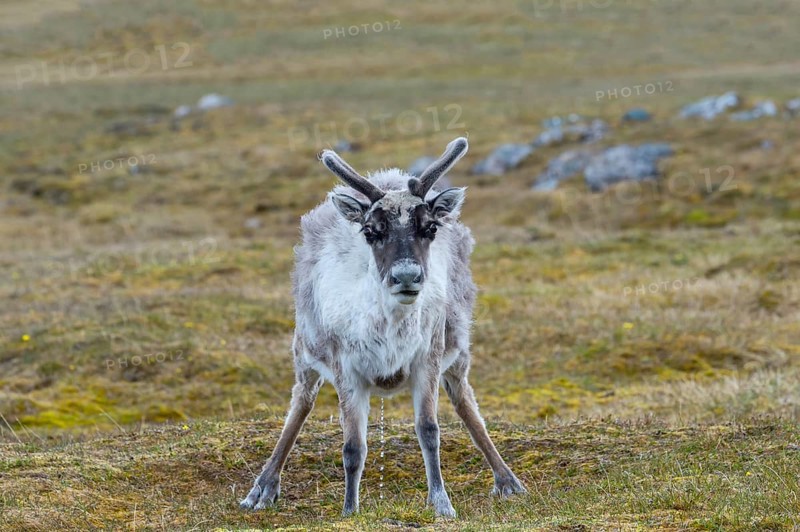 Svalbard Reindeer (Rangifer tarandus platyrhynchus) in the tundra
