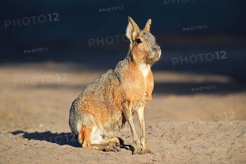 Patagonian Mara (Dolichotis patagonum)