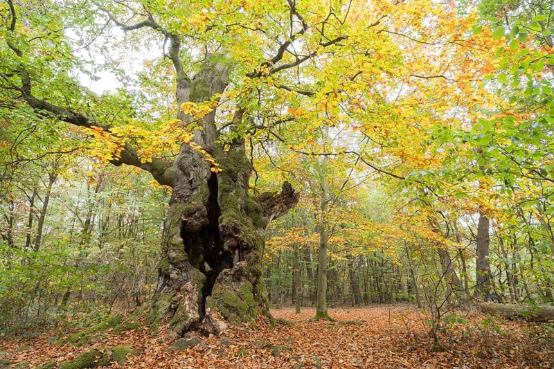 Old Common beech (Fagus sylvatica)