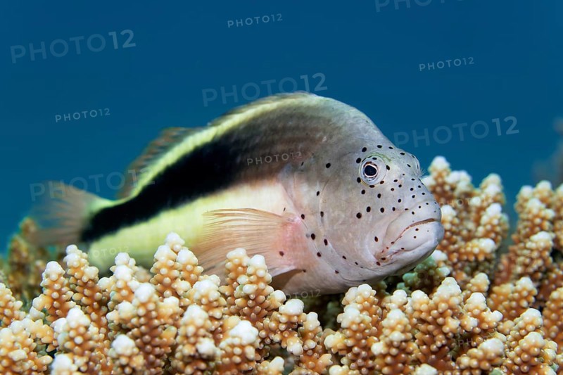 Black-sided hawkfish (Paracirrhite forsteri)