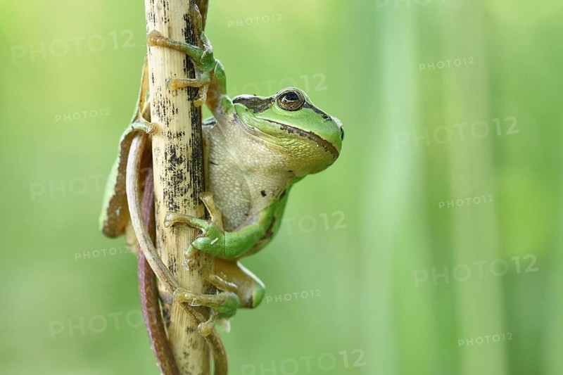 European tree frog (Hyla arborea) sits at reed stem