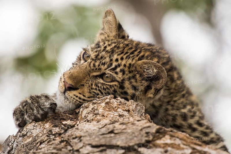 Leopard (Panthera pardus) Kitten on tree