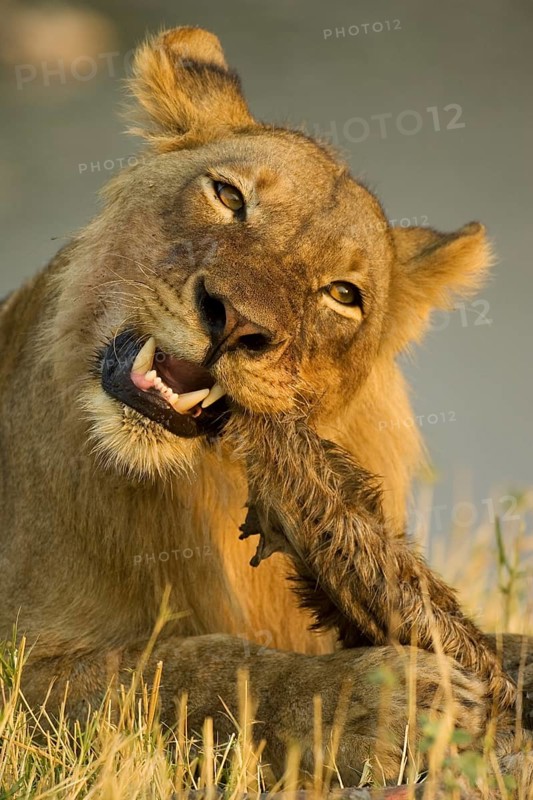 Lion (Panthera leo)