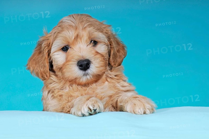 Havanese
