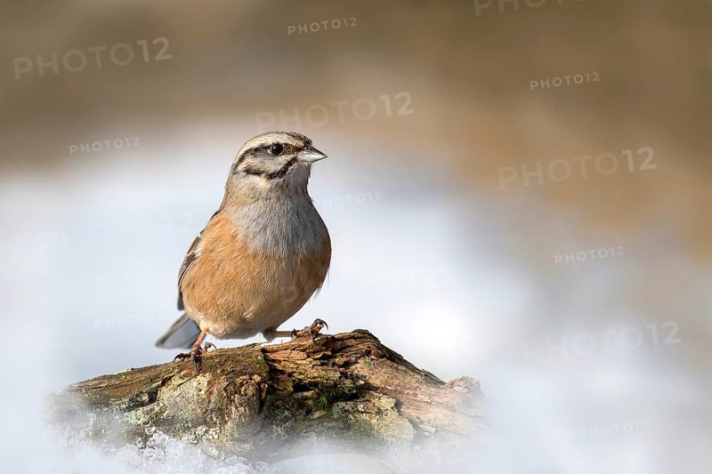Rock Bunting (Emberiza cia) sits on a branch in winter