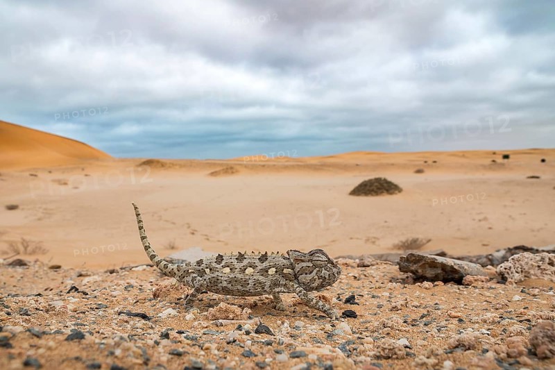 Namaqua chameleon (Chamaeleo namaquensis)