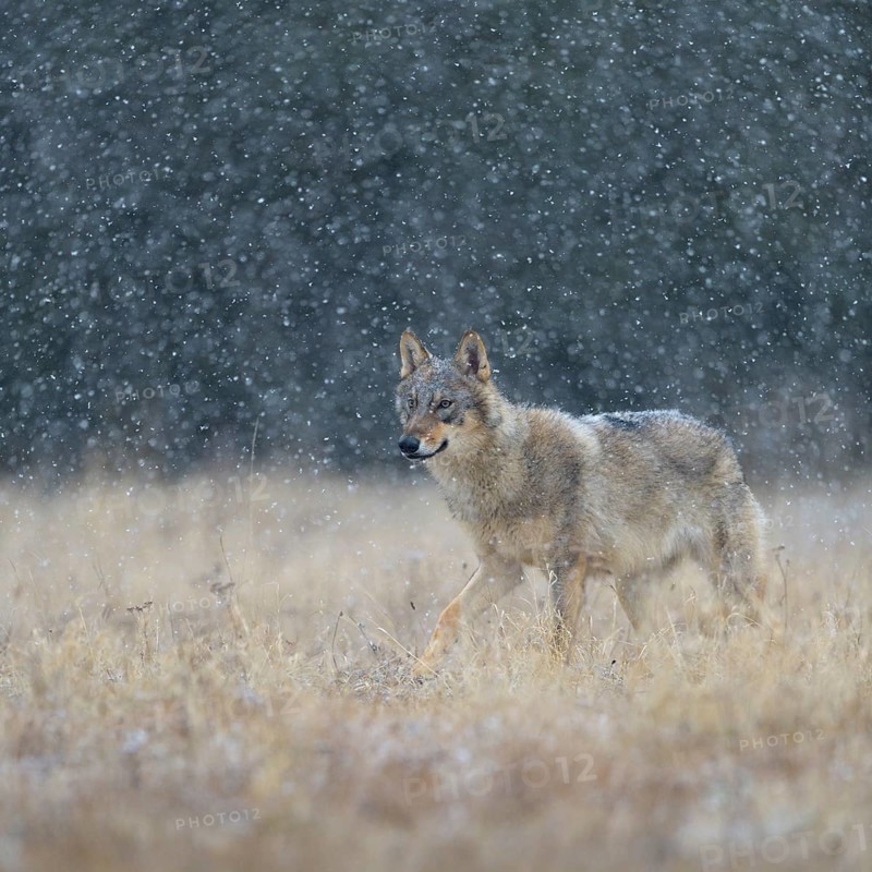 Gray wolf (Canis lupus)