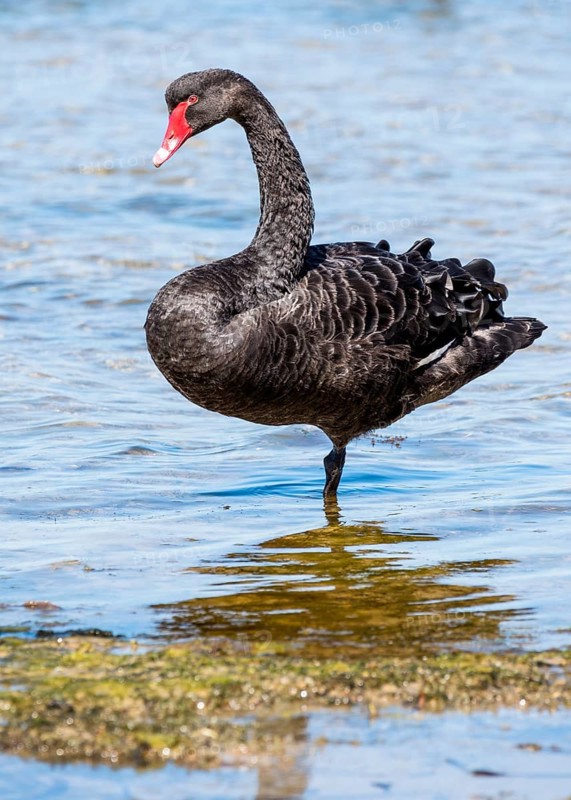 Black swan (Cygnus atratus)