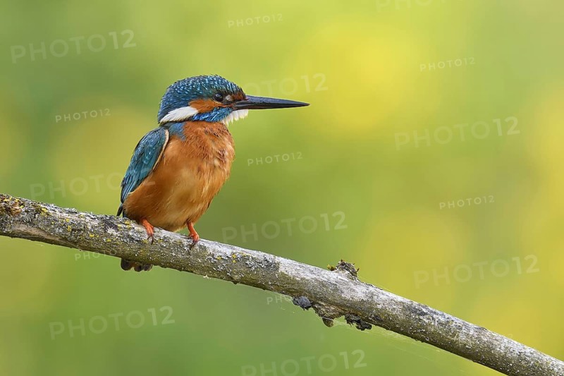 Common kingfisher (Alcedo atthis)