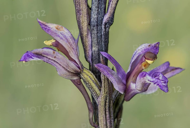 Violet Limodore (Limodorum abortivum)