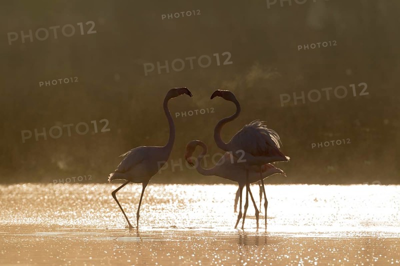 Greater Flamingo (Phoenicopterus roseus)