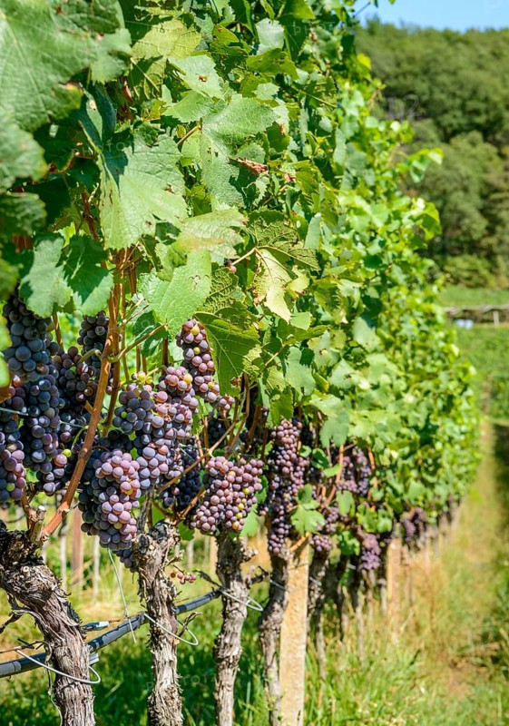 Blue grapes