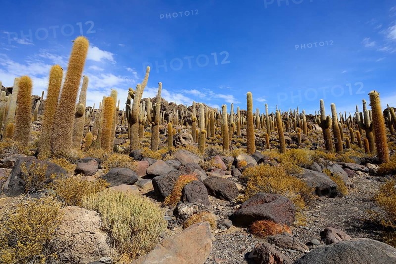 Cacti (Echinopsis atacamensis) on the island of Isla Incahuasi in the salt lake