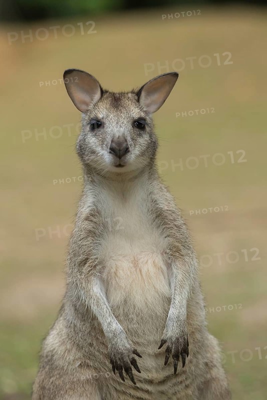 Agile wallaby (Macropus agilis) adult standing up