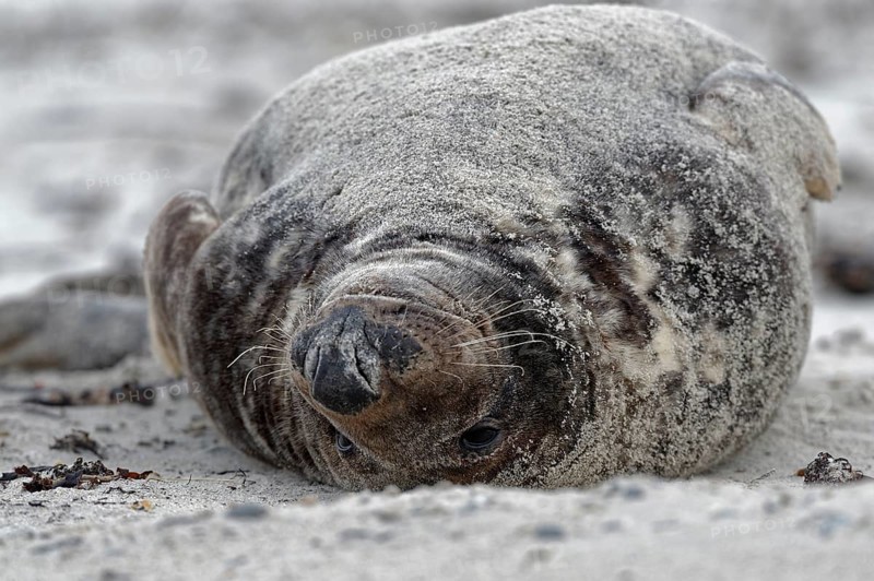 Grey seal (Halichoerus grypus)