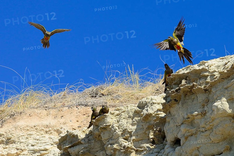 Burrowing Parrots (Cyanoliseus patagonus) at nesting place in a cliff at the sea