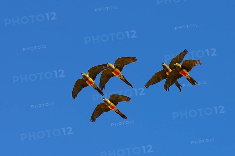 Burrowing Parrots (Cyanoliseus patagonus) in flight