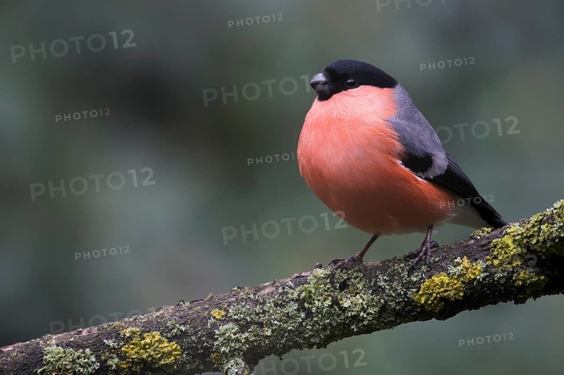 Bullfinch (Pyrrhula pyrrhula) sits on a branch