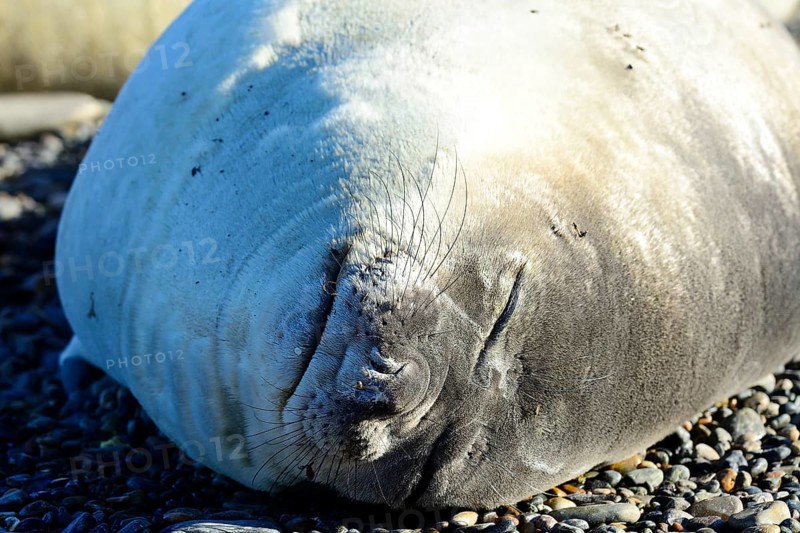 South American sea lion (Otaria flavescens)