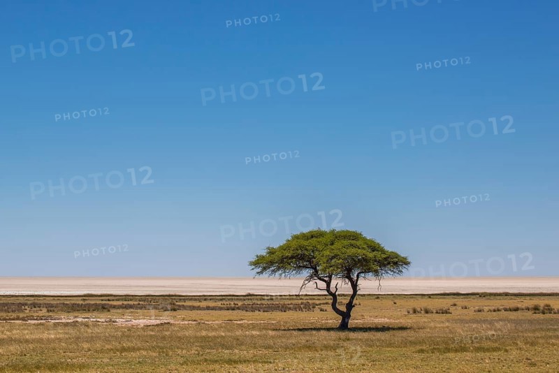 Grassland with umbrella thorn acacia in front of salt pan
